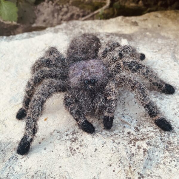 Vogelspinne – Bild 3