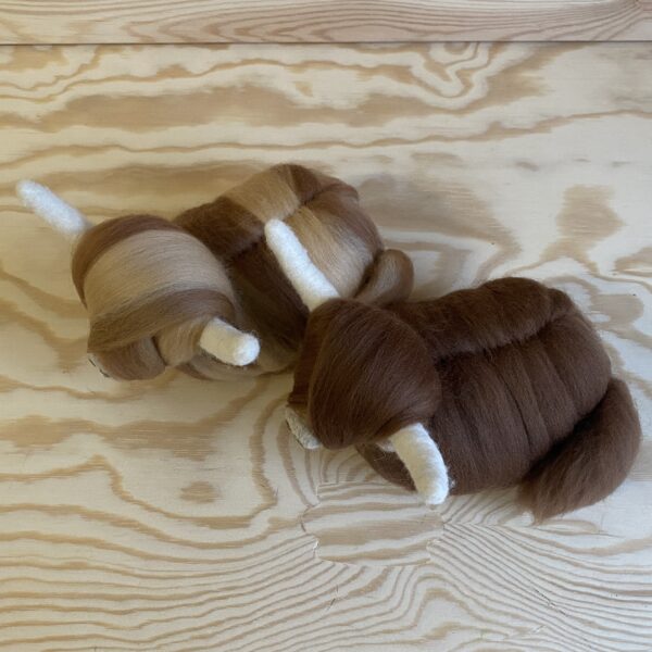 Hochlandrind – Bild 2