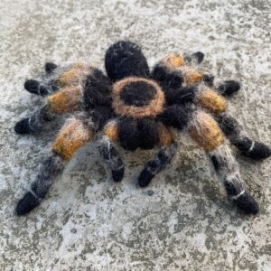 Vogelspinne