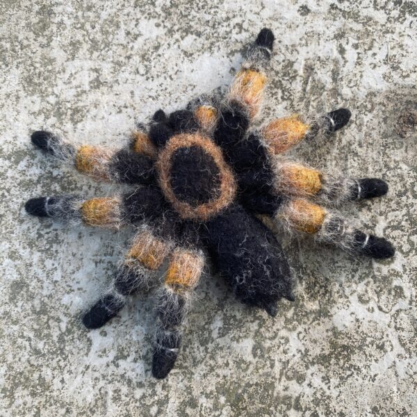 Vogelspinne – Bild 2